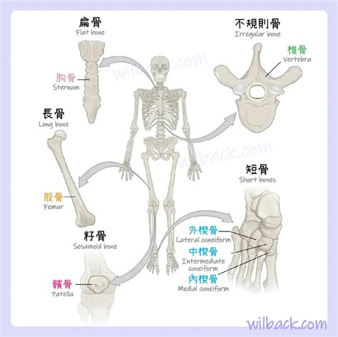 動物骨頭|骨的結構｜第6章 骨組織和骨骼系統 6.3《解剖學與生 